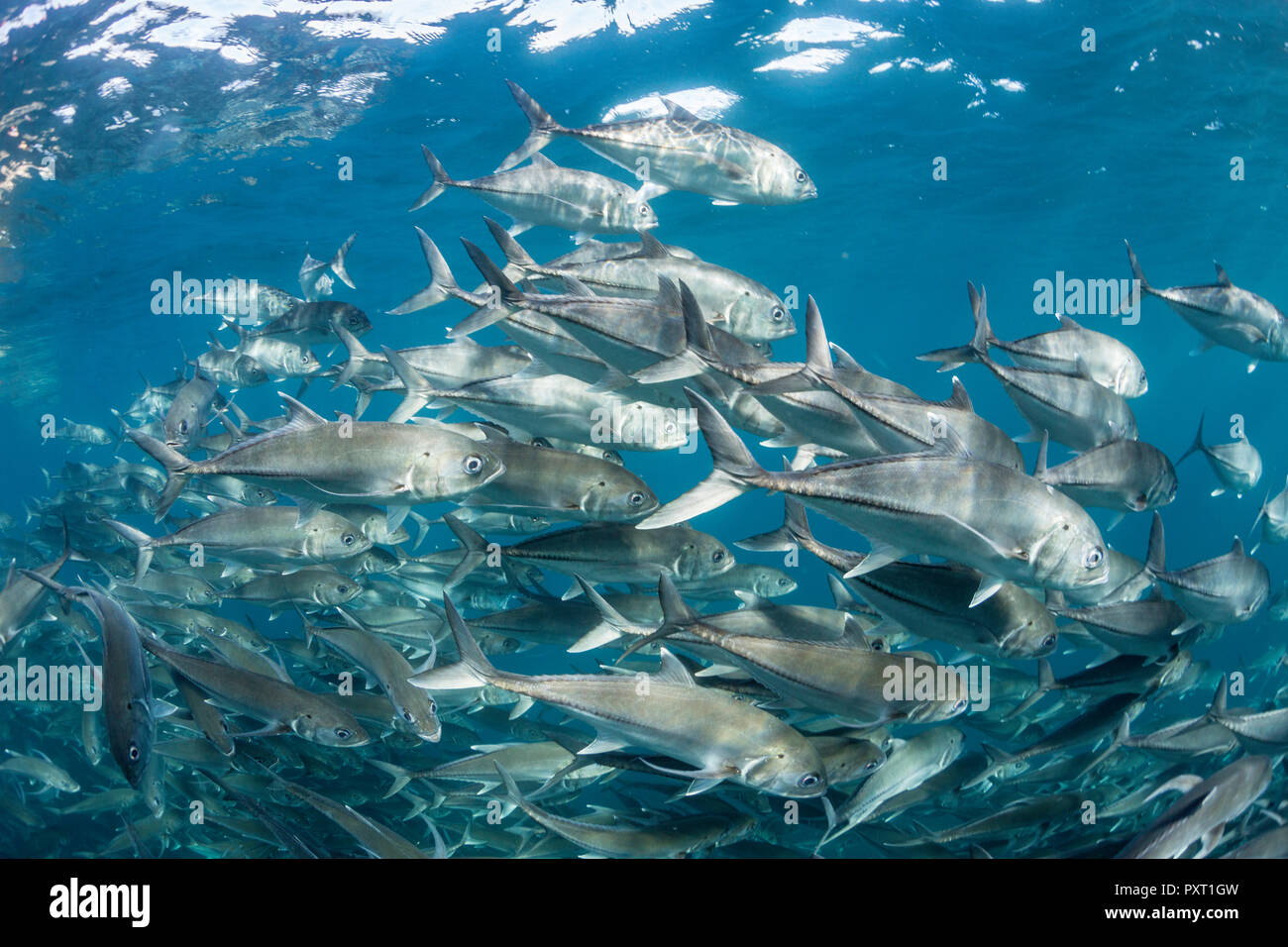Una gran escuela de jureles patudo, Caranx sexfasciatus, en aguas profundas cerca de Cabo Pulmo, Baja California Sur, México Foto de stock