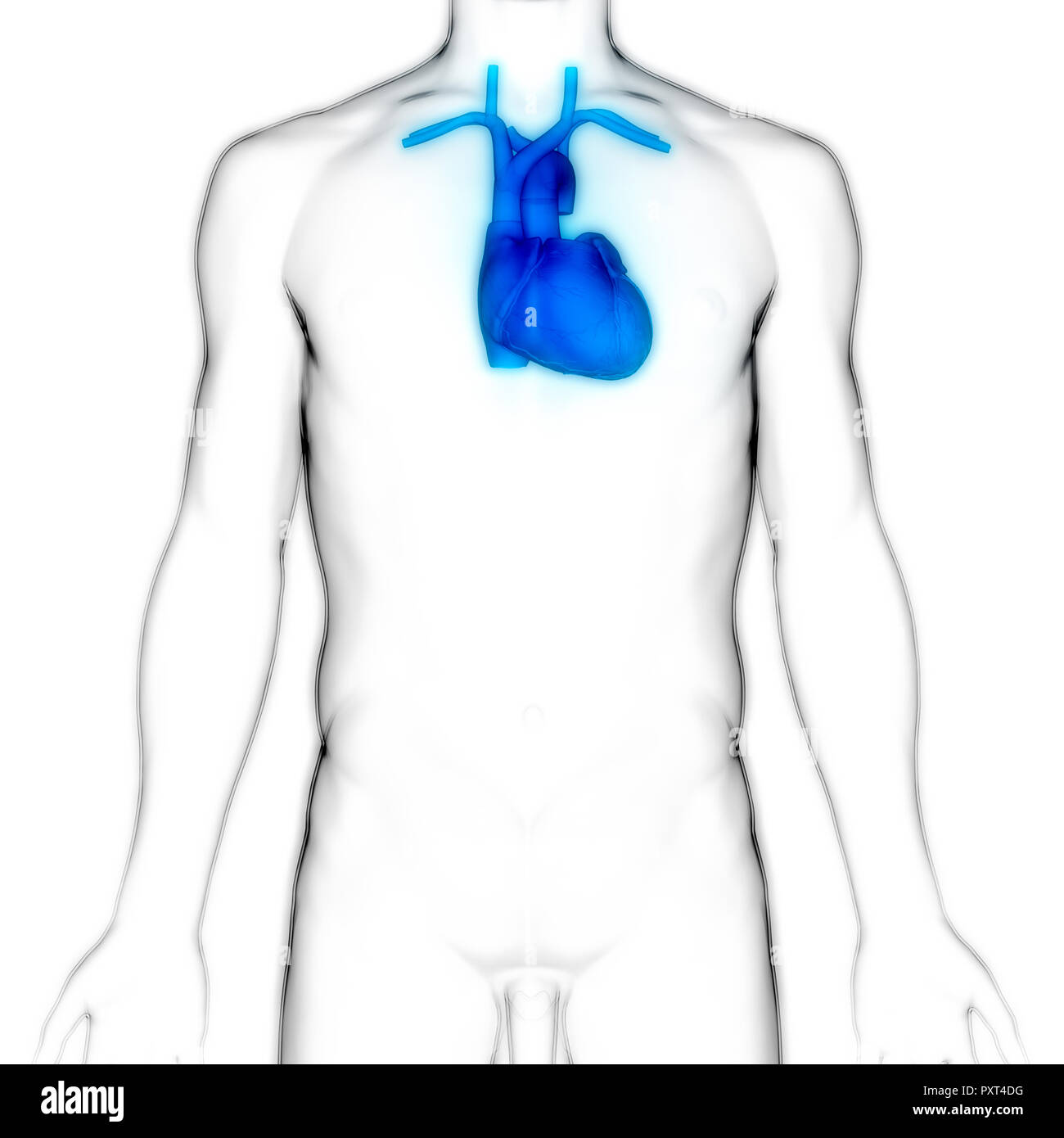 Anatomía del Corazón del Sistema Cardiovascular Humano Foto de stock