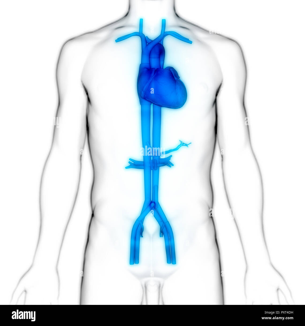 Anatomía del Corazón del Sistema Cardiovascular Humano Foto de stock