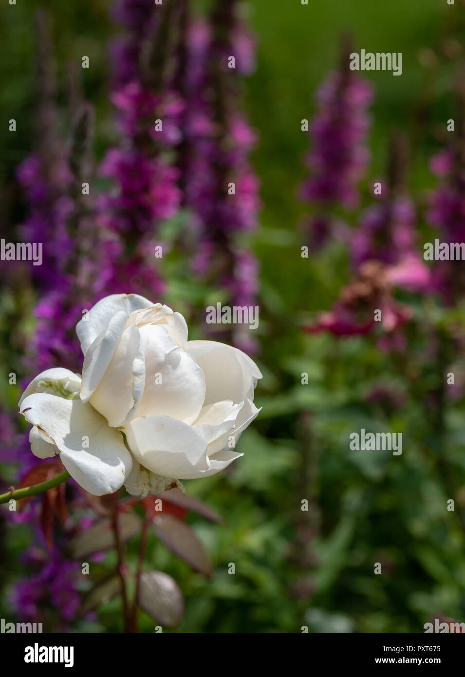 Coloridas flores naturales al aire libre cerca de la imagen de una flor rosa  blanca enfrente de un campo de la salicaria tomadas en un jardín en un día  de verano Fotografía