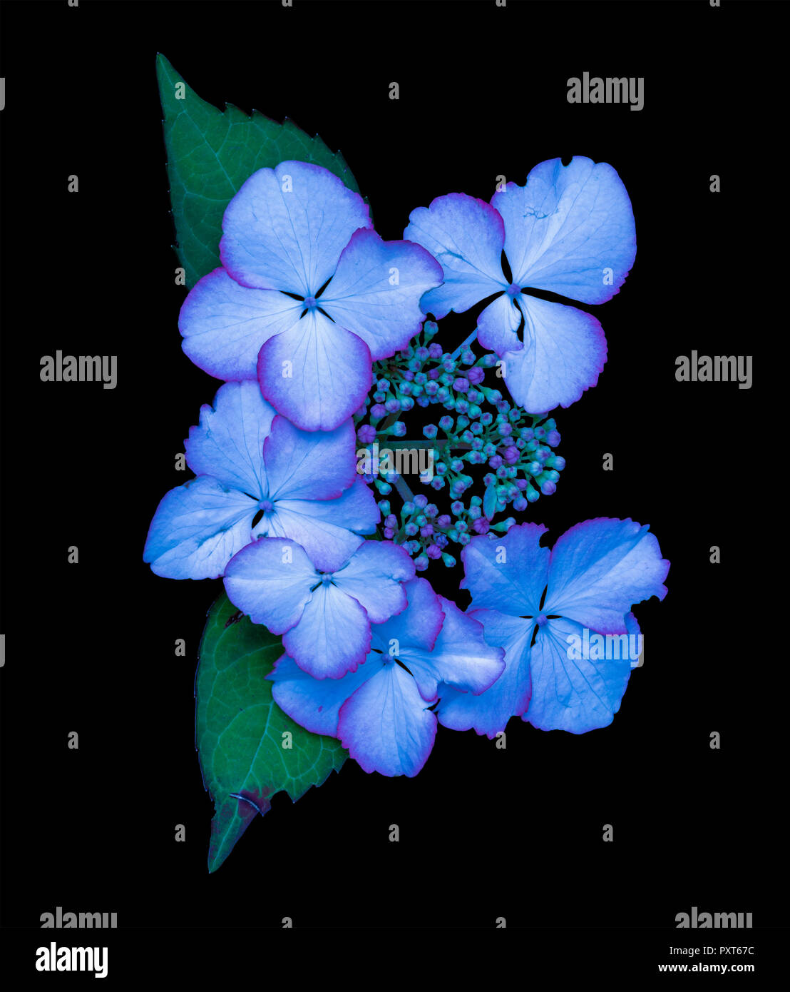 Still life arte floral surrealista macro de un azul violeta/hydrangea  hortensia flor,pétalos, hojas, yemas,fondo negro vintage estilo de pintura  Fotografía de stock - Alamy