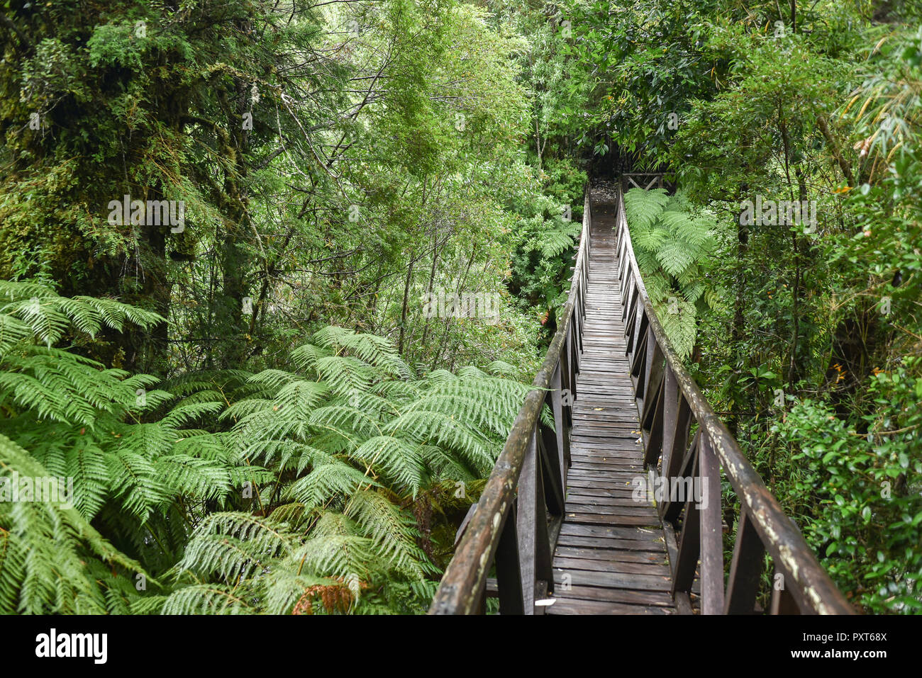 Puente de madera a través de helechos, bosques lluviosos templados, Carretera Austral, el Parque Pumalín, Chaitén, Región de los Lagos, Patagonia Foto de stock