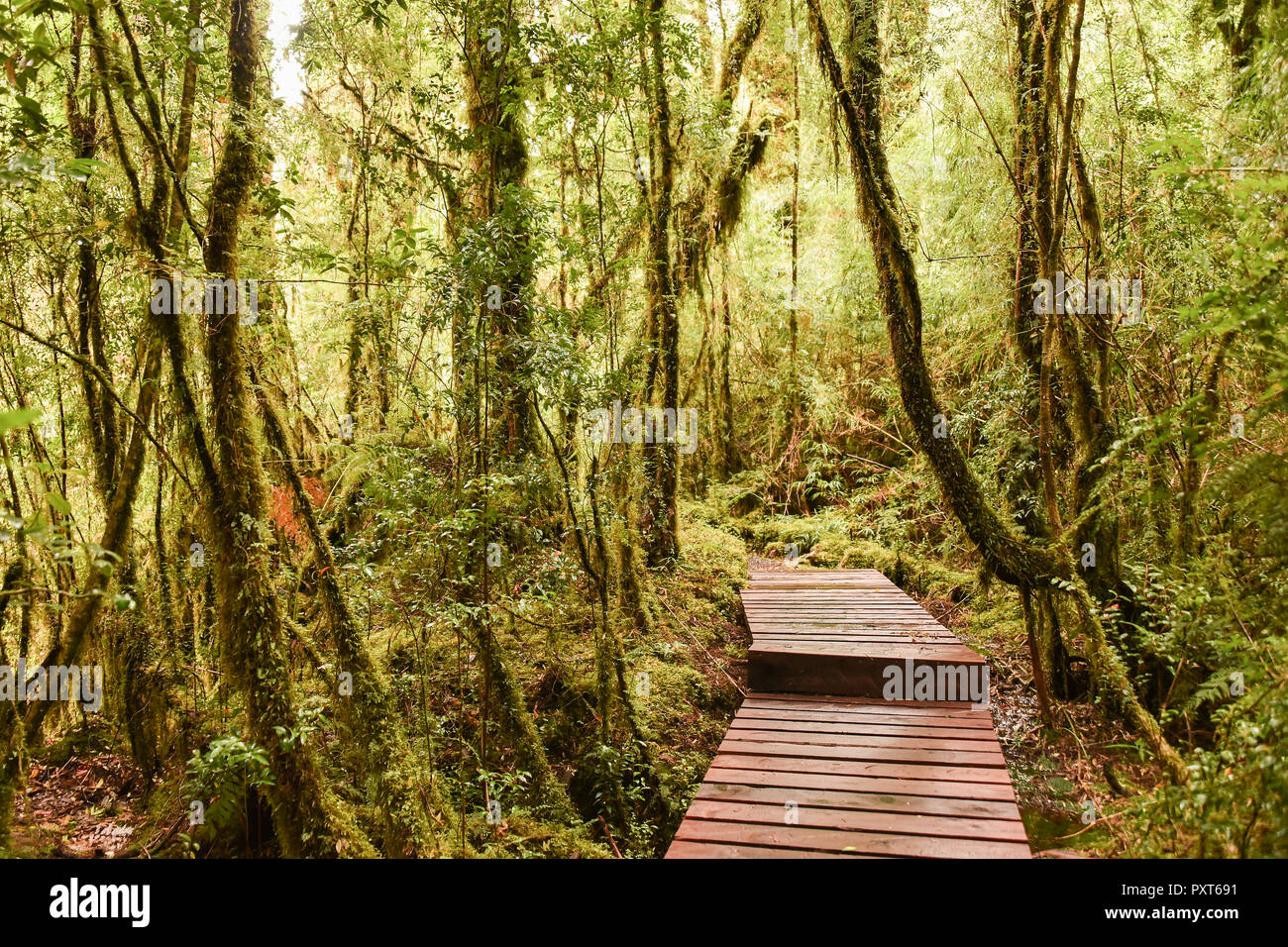 Sendero de madera a través del bosque de musgos, helechos y líquenes, bosques lluviosos templados, Carretera Austral, el Parque Pumalín, Chaitén Foto de stock