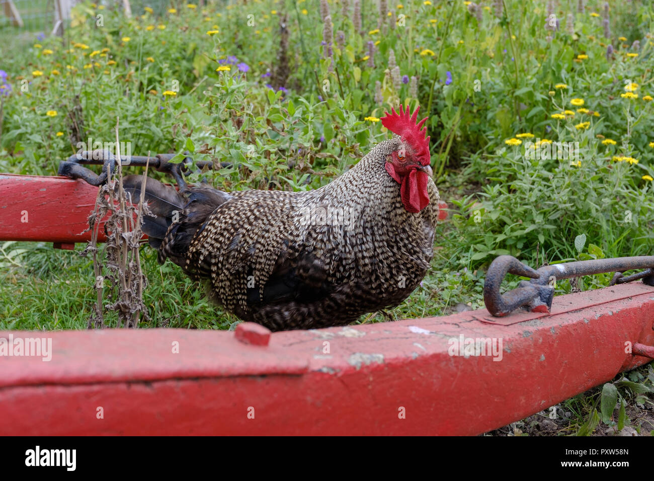 Los escoceses Cochambrosa Pollo raza Reino Unido registró en 900AD, también conocido como Bakies, Stumpies, Dadlies, sudaderas o Creepies. Tiene el gen "Reductor" dándole las patas cortas. Foto de stock