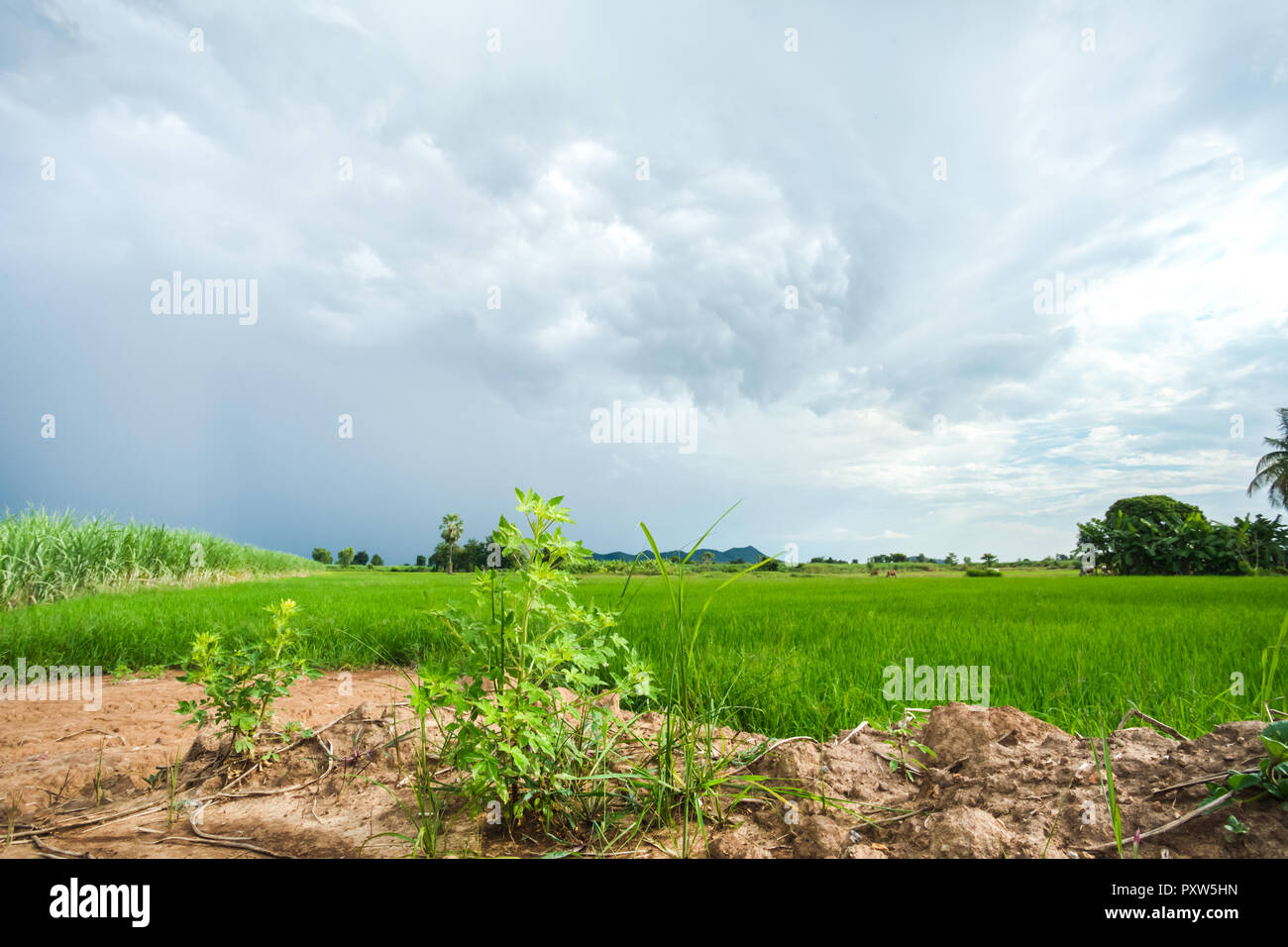 Campo de arroz verde en un día nublado la provincia de Sukhothai, Tailandia Foto de stock