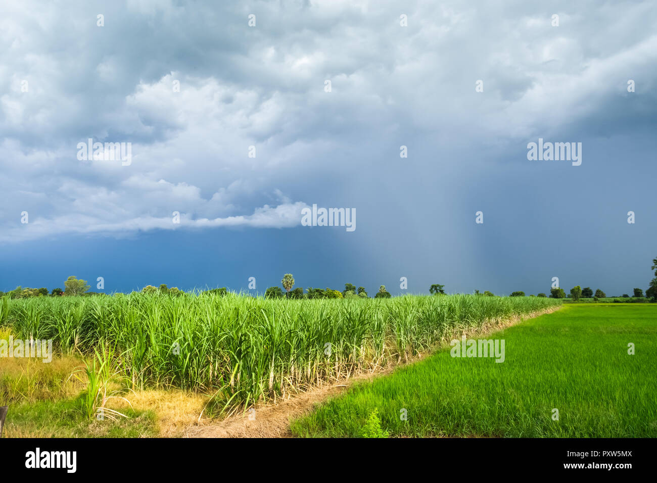 Campo de caña de azúcar con el verde de los campos de arroz en un día nublado la provincia de Sukhothai, Tailandia Foto de stock