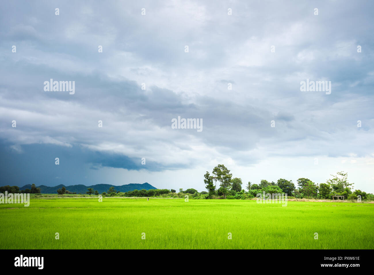 Campo de arroz verde en un día nublado la provincia de Sukhothai, Tailandia Foto de stock