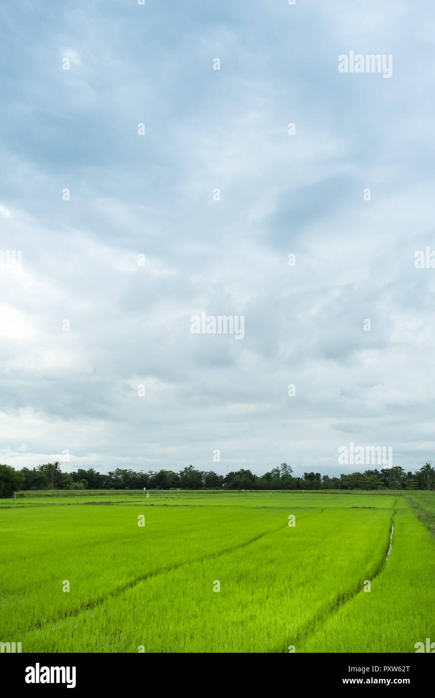 Campo de arroz verde en un día nublado la provincia de Sukhothai, Tailandia Foto de stock
