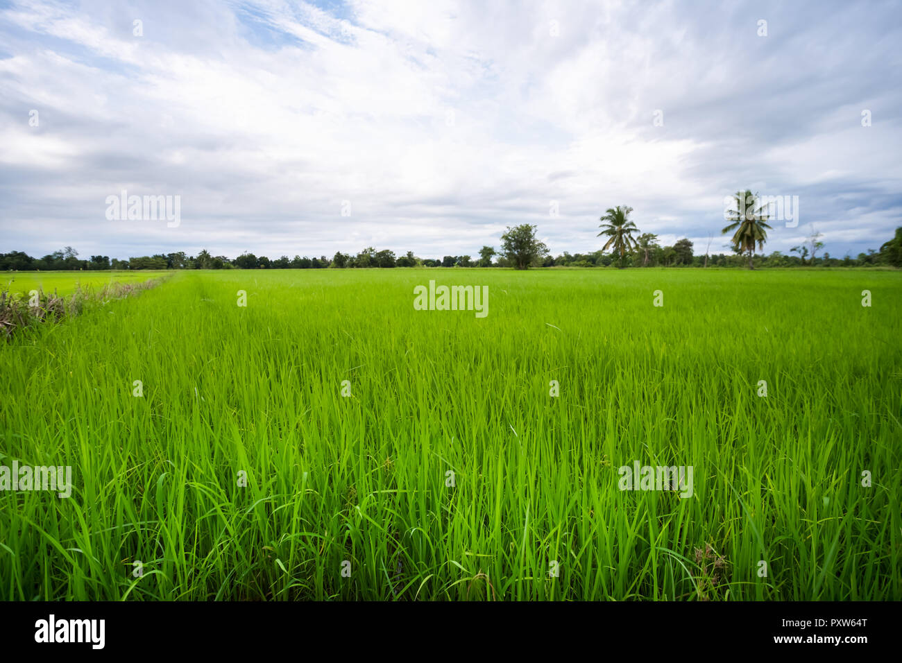 Campo de arroz verde en un día nublado la provincia de Sukhothai, Tailandia Foto de stock