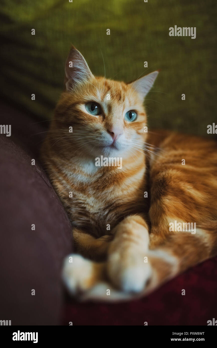 Jengibre gato tumbado en sofá Foto de stock