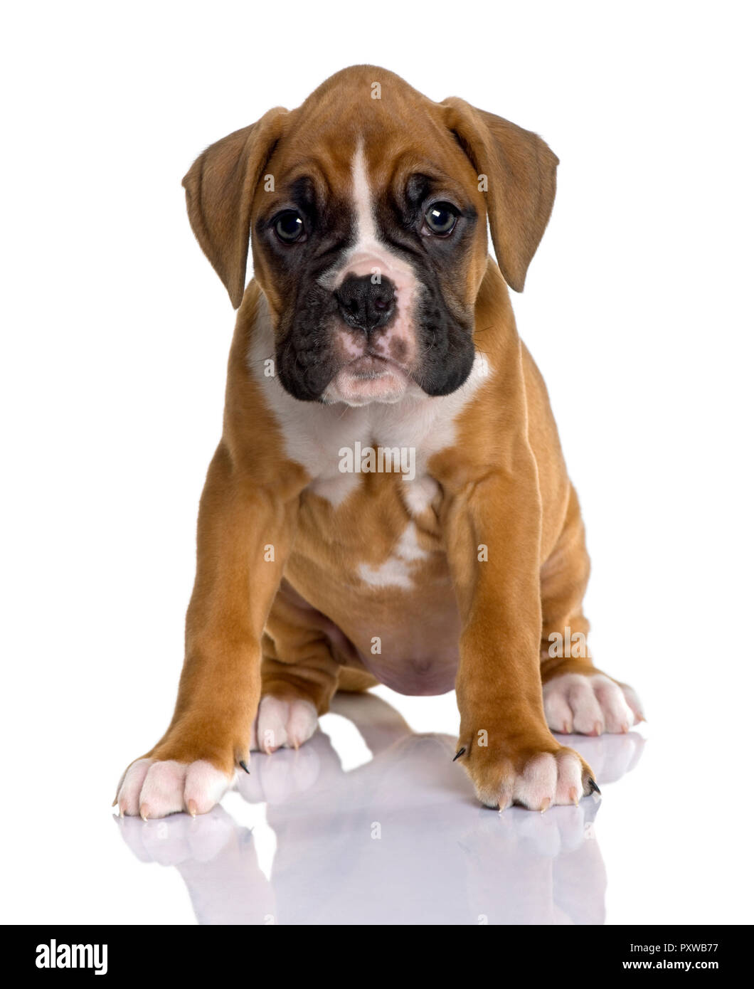 Retrato de cachorro Boxer, de 2 meses de edad, sentado delante de un fondo  blanco Fotografía de stock - Alamy
