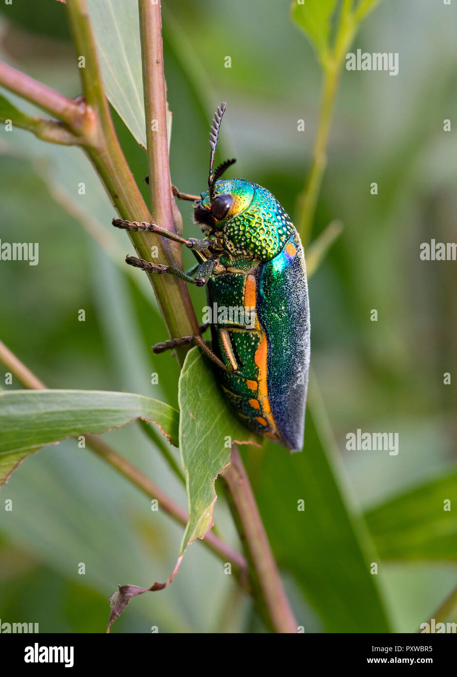 Tailandia, Joya de los escarabajos, Buprestidae Foto de stock
