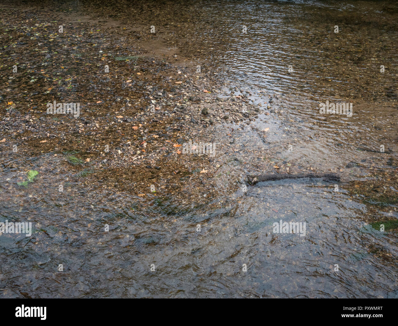 Río poco profundo revelando el lecho del río de guijarros. Metáfora "aguas de mar". Para el comercio del agua, el valor del agua, el agua como mercancía. Foto de stock