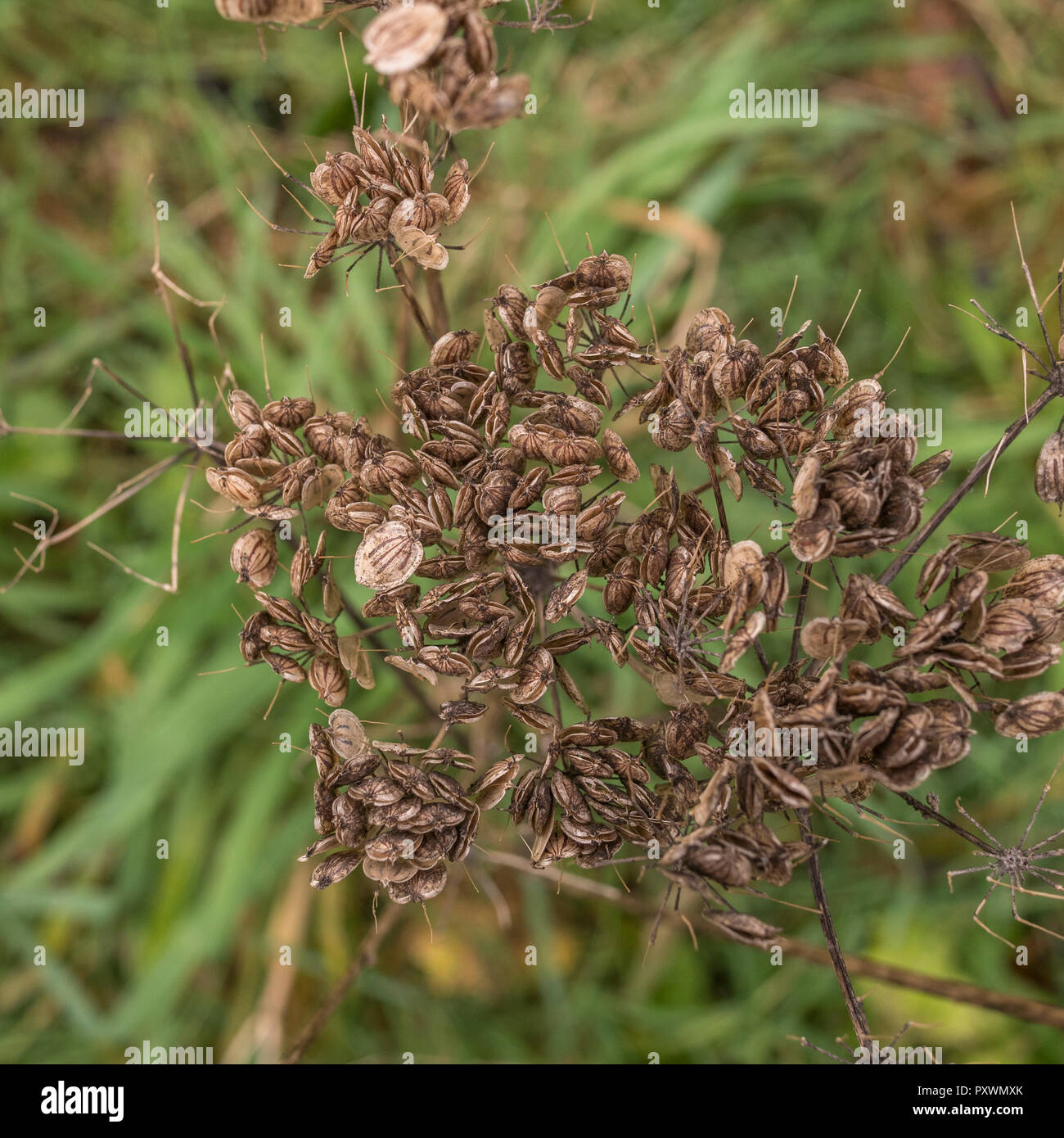 Semillas maduras automanas / cabeza de planta de Hogweed / Heracleum sphondylium. Foto de stock