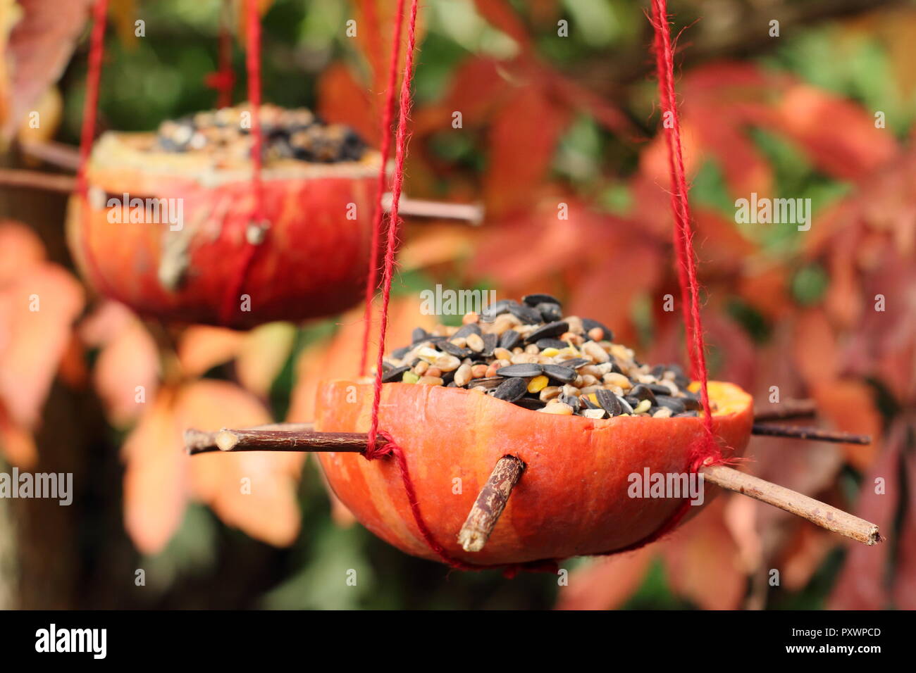 Comederos de calabaza hechas en casa. Izquierda sobre calabazas llenas de semillas para aves de jardín en otoño, REINO UNIDO Foto de stock