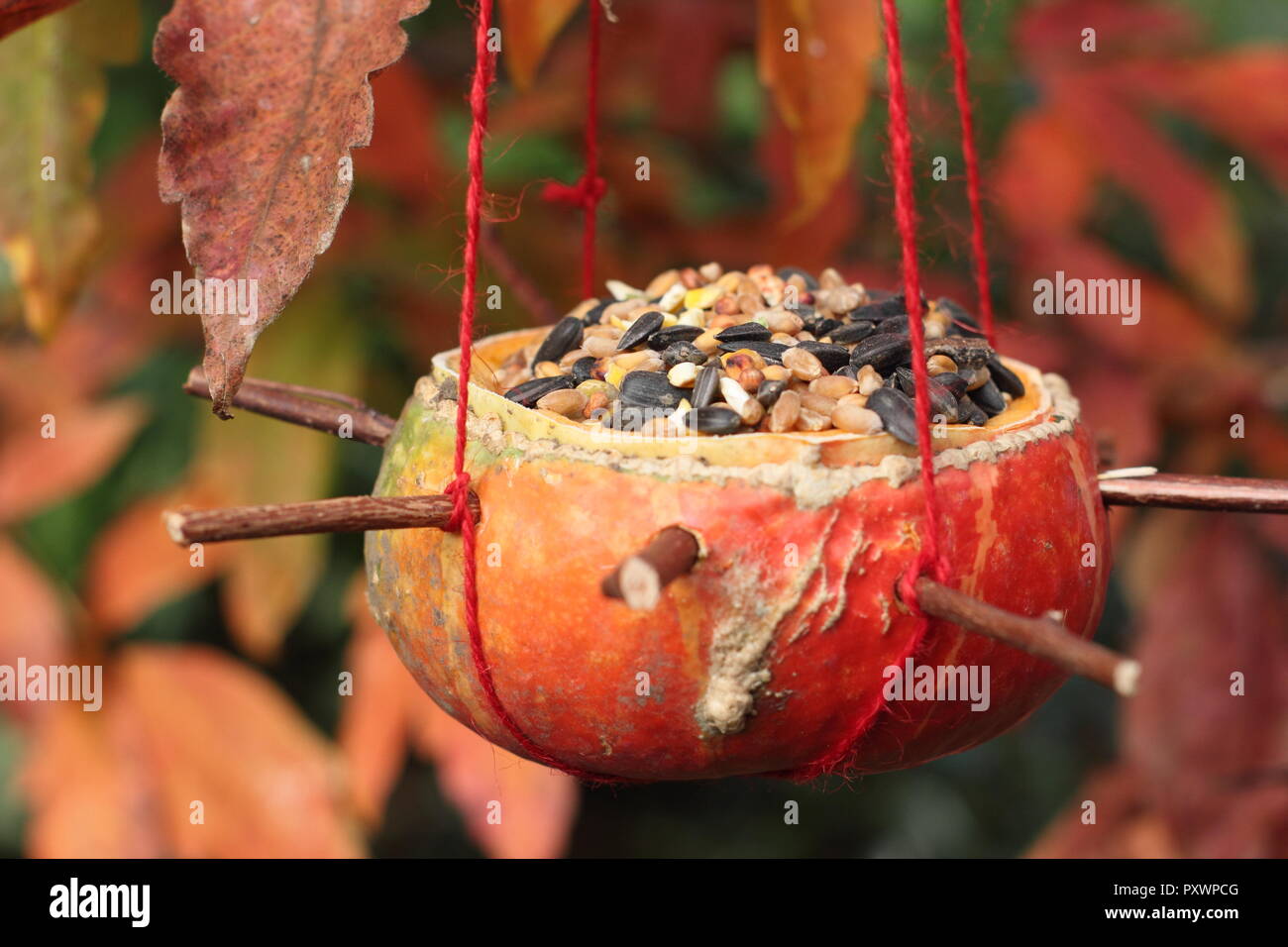 Comederos de calabaza hechas en casa. Izquierda sobre calabazas llenas de semillas para aves de jardín en otoño, REINO UNIDO Foto de stock