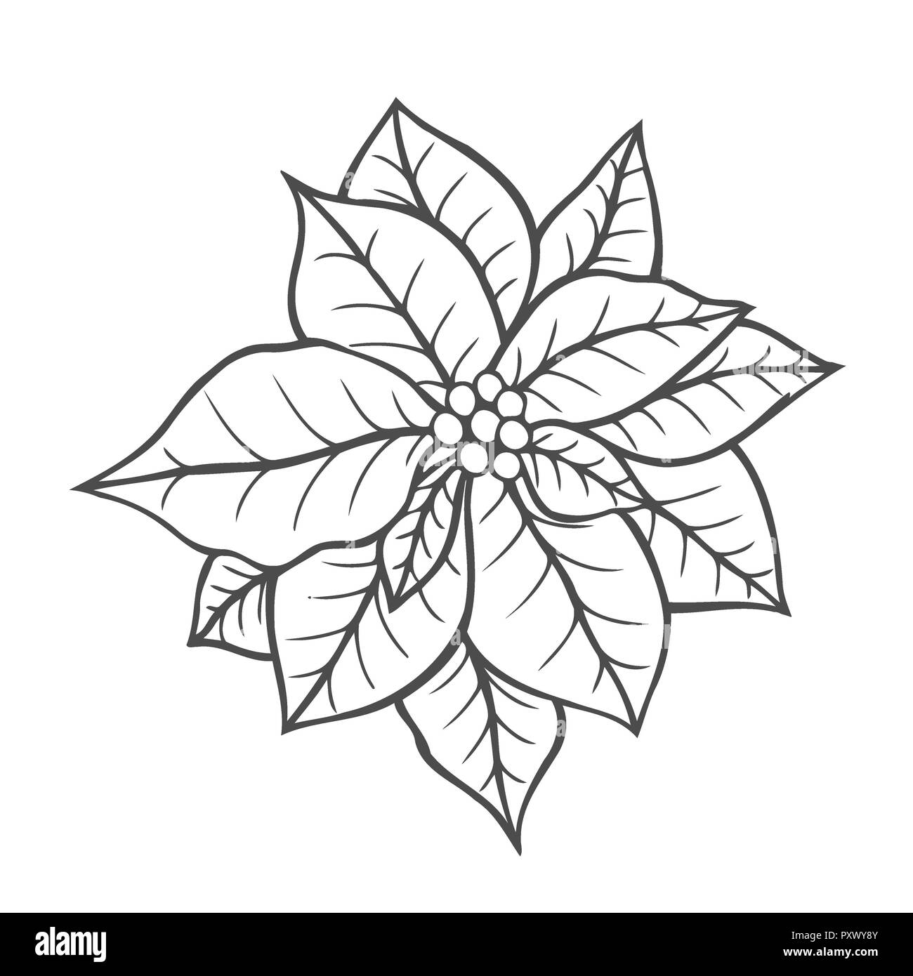 Nochebuena flor ilustraciã³n Imágenes de stock en blanco y negro - Alamy Nochebuena flor ilustraciã³n Imágenes de stock en blanco y negro - Alamy