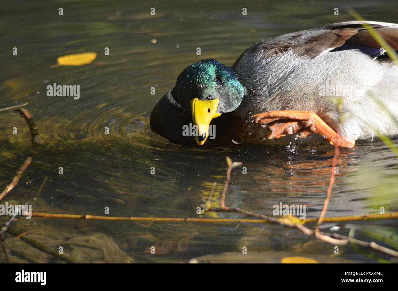 Pato macho engrasar las plumas en un lago cerca de la orilla para hacer las plumas exterior impermeable de stock - Alamy