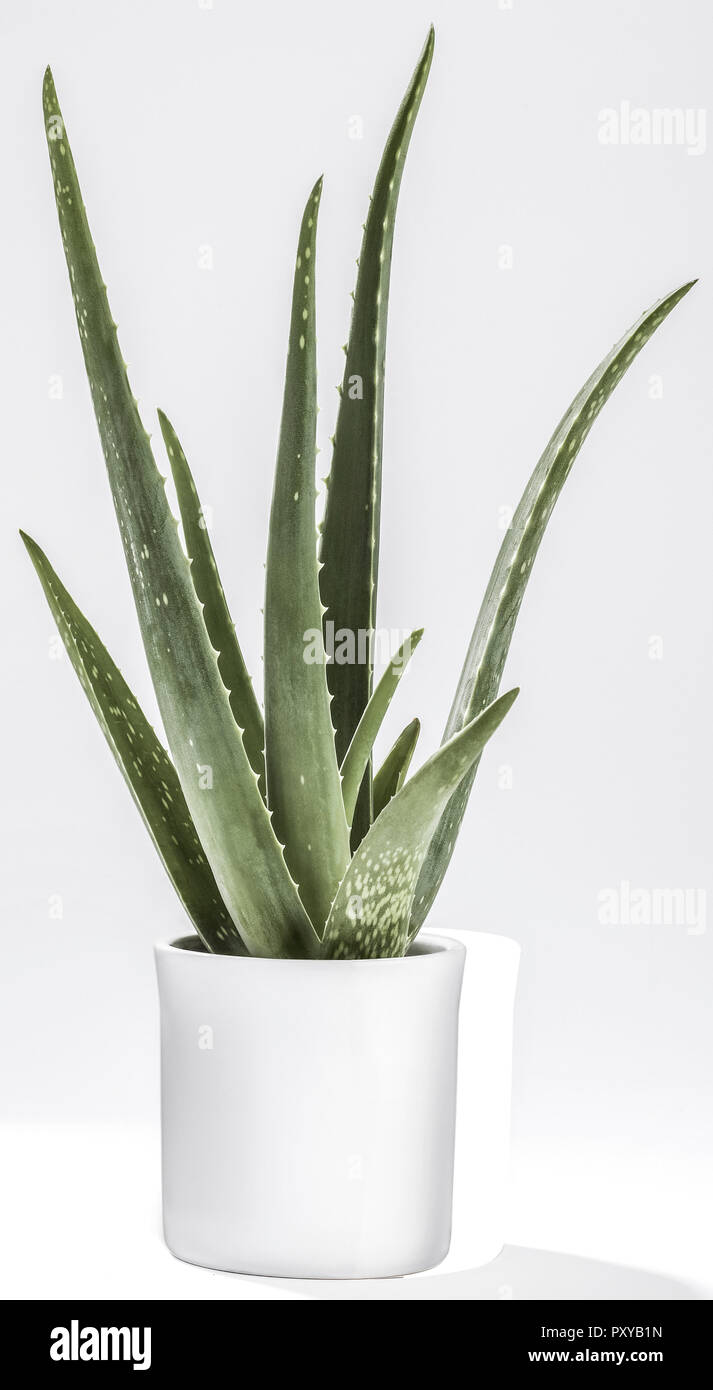 Aloe vera pflanze fotografías e imágenes de alta resolución - Alamy