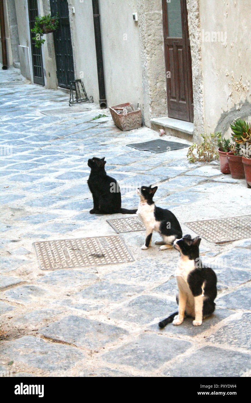 Gato Sentado en una calle en el barrio histórico de Ortigia en Siracusa  (Sicilia Fotografía de stock - Alamy