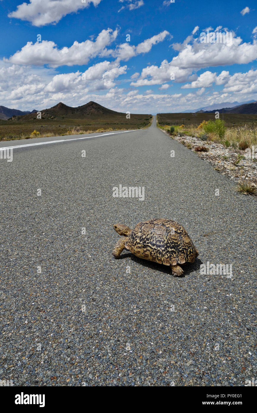 Tortuga es cruzar la carretera, el paisaje del sur de África con las montañas Swartberg Foto de stock