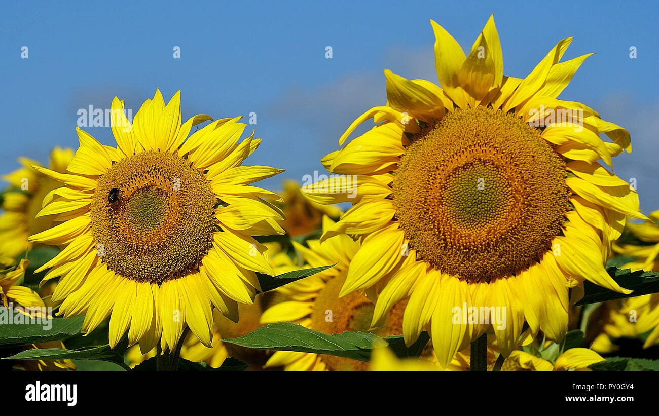 Girasoles Foto de stock