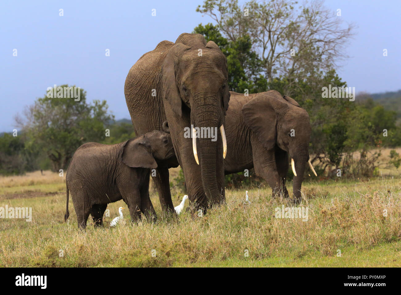 Un elefante a su bebé en la enfermería Ol Pejeta Conservancy en el condado de Laikipia, Kenya. Tour de Safari desde el Sweetwaters Tented Camp. Foto de stock
