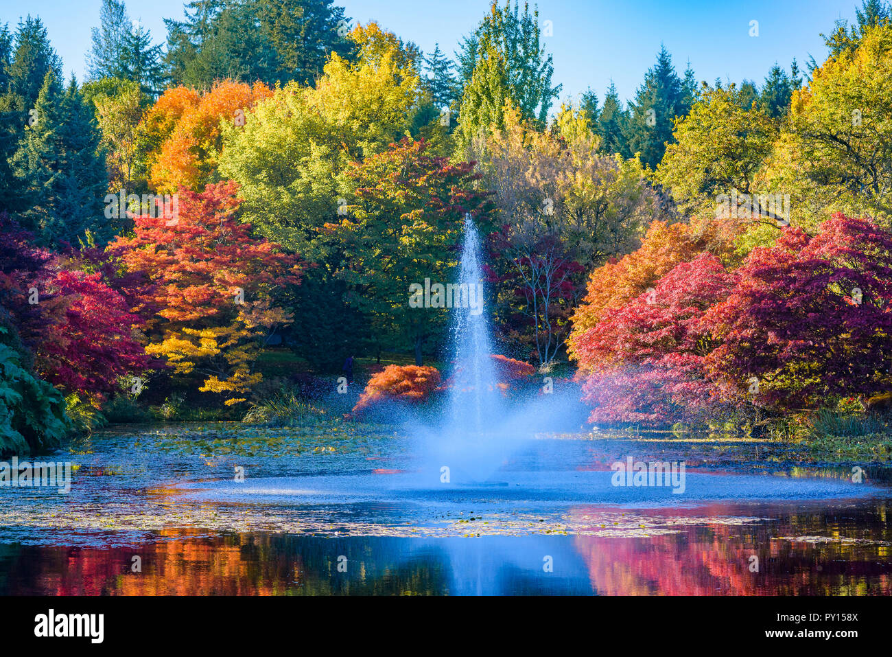 Color en el otoño, el Jardín Botánico VanDusen, Vancouver, British Columbia, Canadá Foto de stock