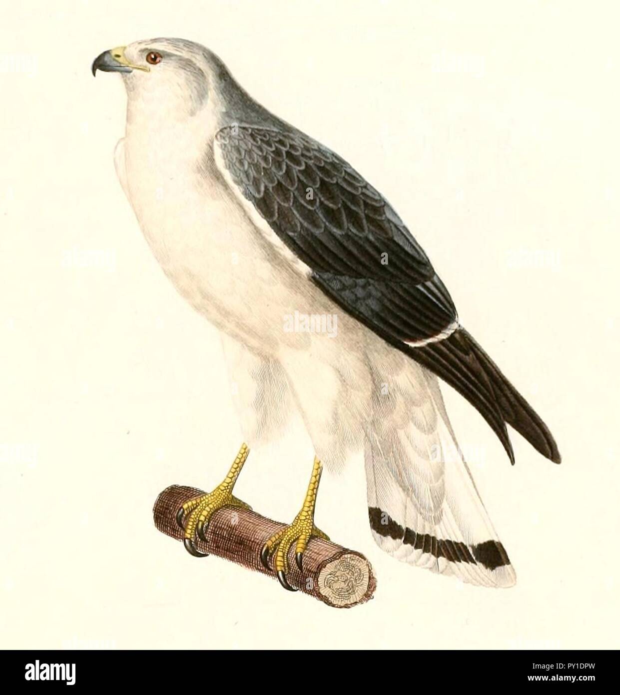 Buteo polyosoma polyosoma masculino 1847. Foto de stock