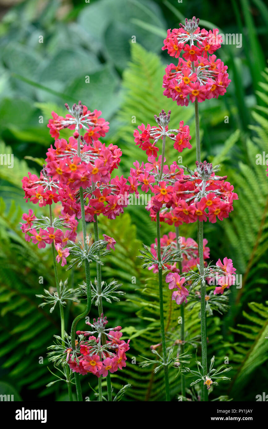 Primula japonica,rosa,candelabro primrose,perenne,RM Floral Foto de stock