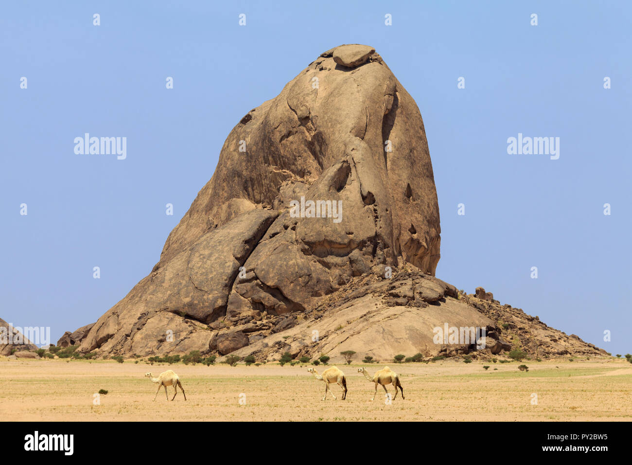 Los camellos en el desierto cerca de una formación rocosa, Arabia Saudita Foto de stock