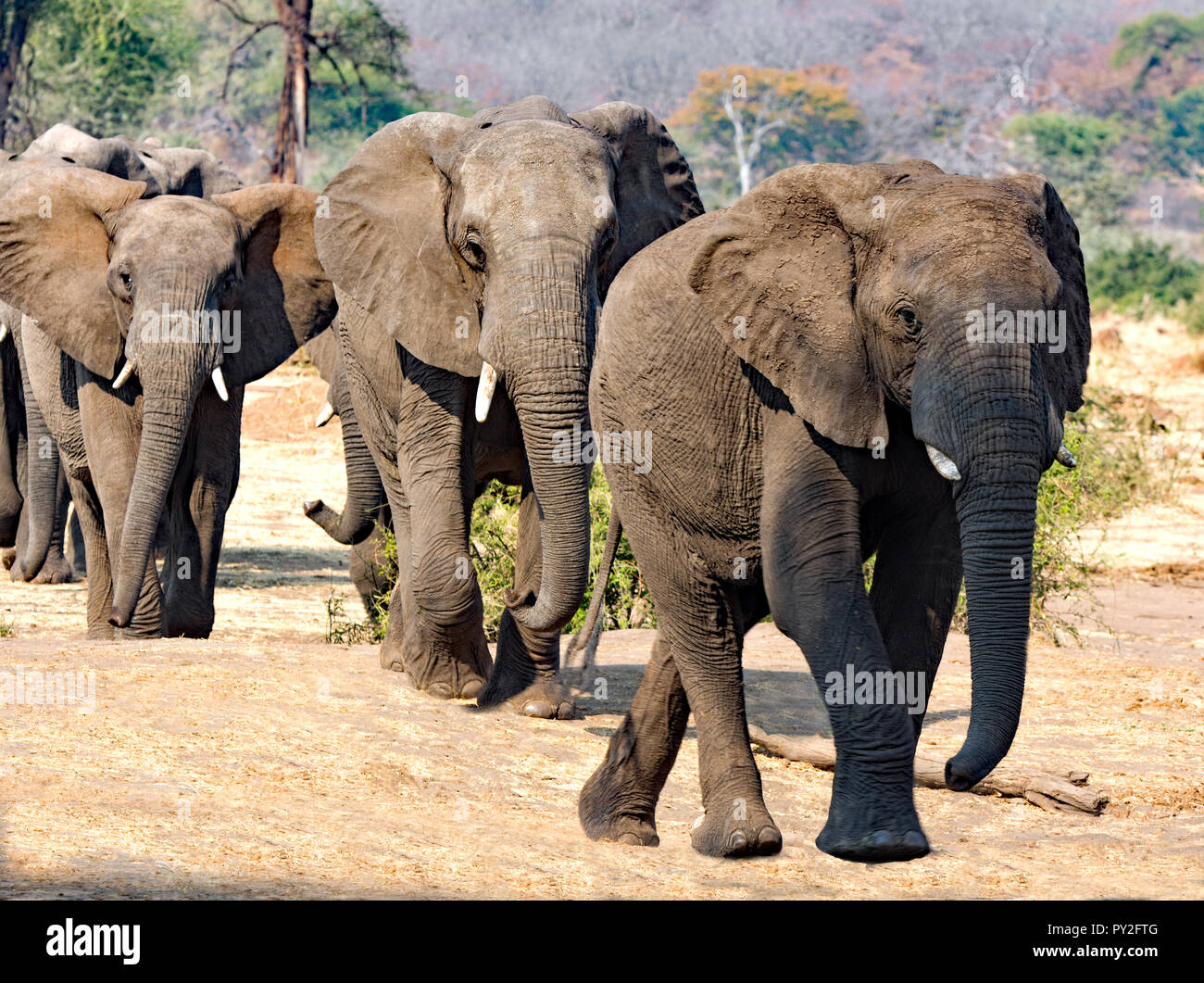 Manada de elefantes caminando, Botswana Foto de stock