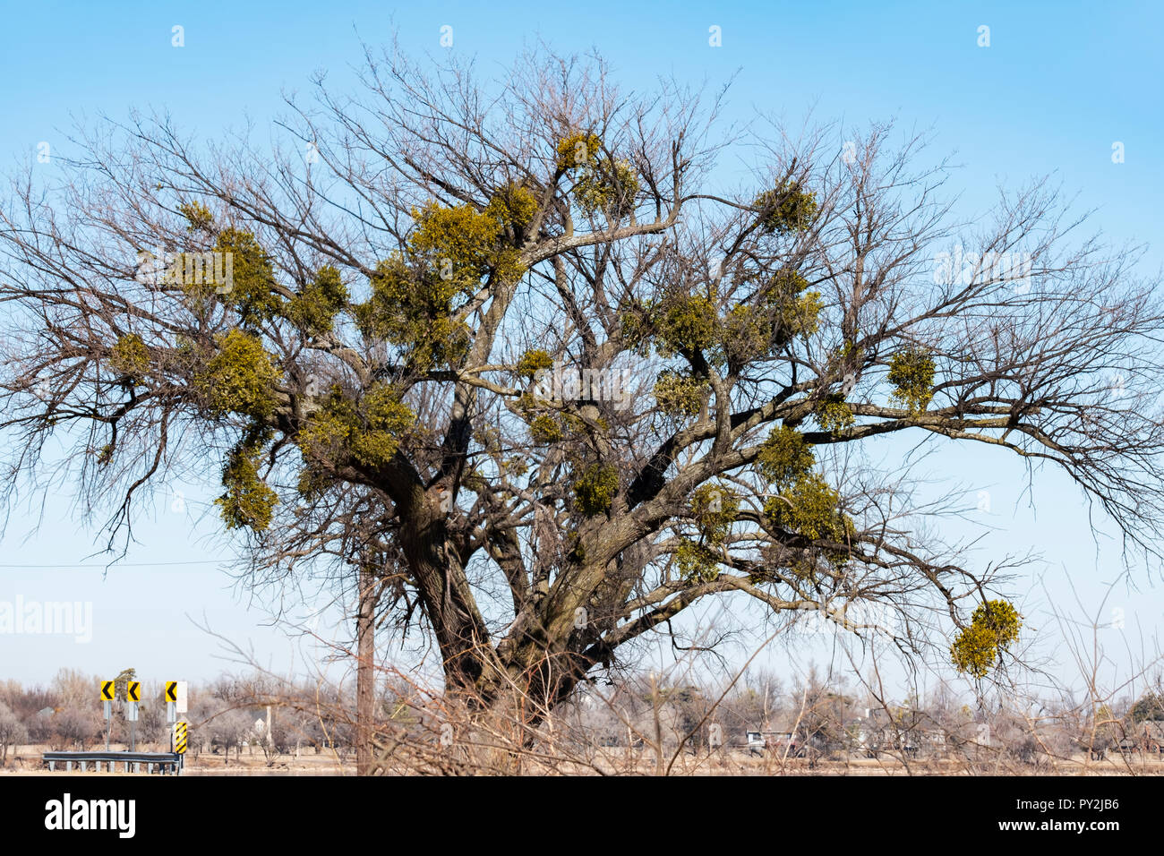 El muérdago, una planta hemiparastic obligan en árbol hospedero en invierno. Estado de Oklahoma diario emblema floral. Oklahoma, Estados Unidos. Foto de stock