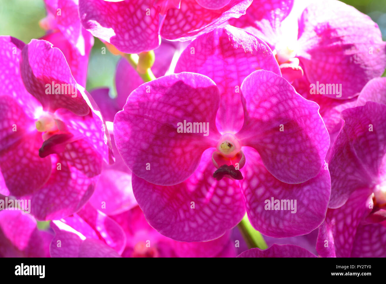 Rosa flor de orquídea Vanda Fotografía de stock - Alamy