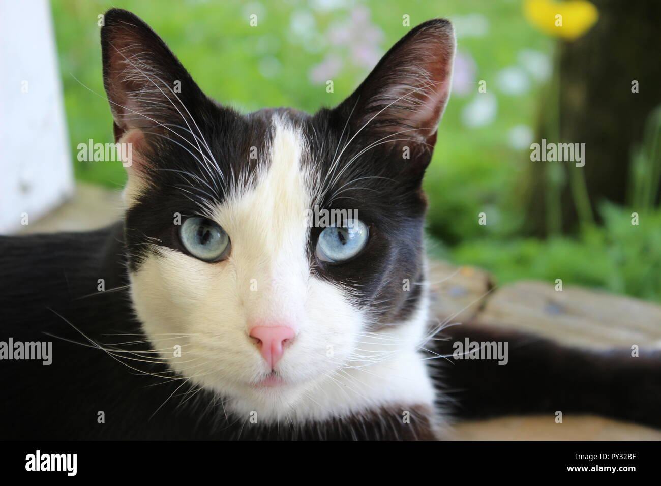 Ojos azules gato blanco y negro Fotografía de stock - Alamy