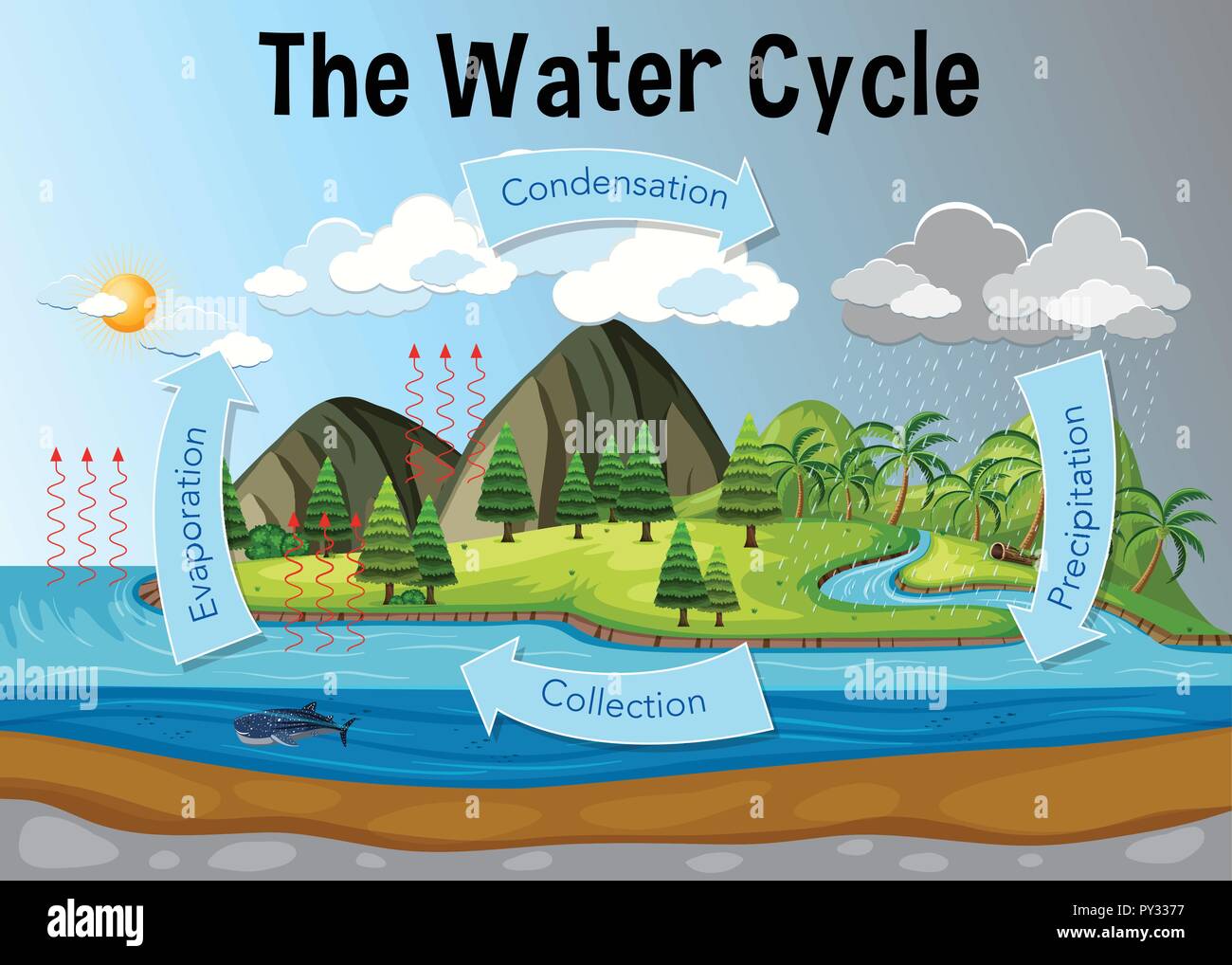Diagrama del ciclo del agua ilustración Imagen Vector de stock - Alamy