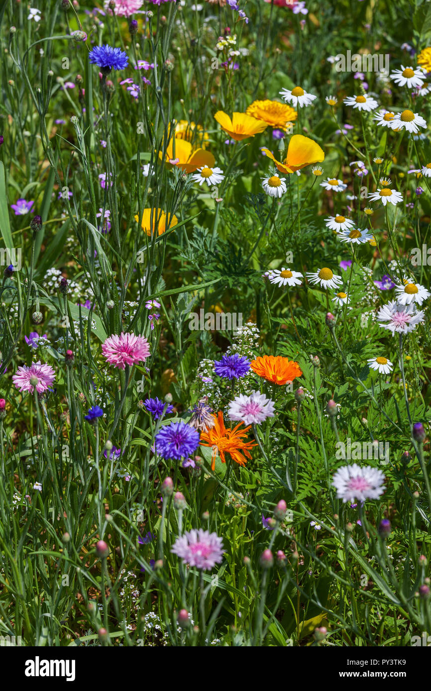 Flores silvestres en un verde prado Foto de stock