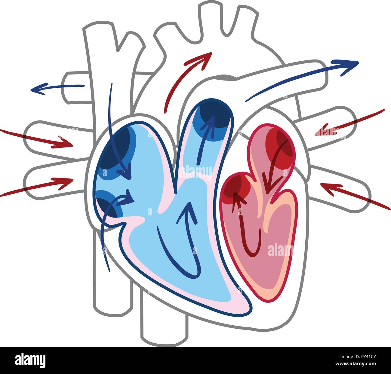 El flujo sanguíneo del corazón dibujo ilustración Imagen Vector de stock - Alamy El flujo sanguíneo del corazón dibujo ilustración Imagen Vector de stock - Alamy