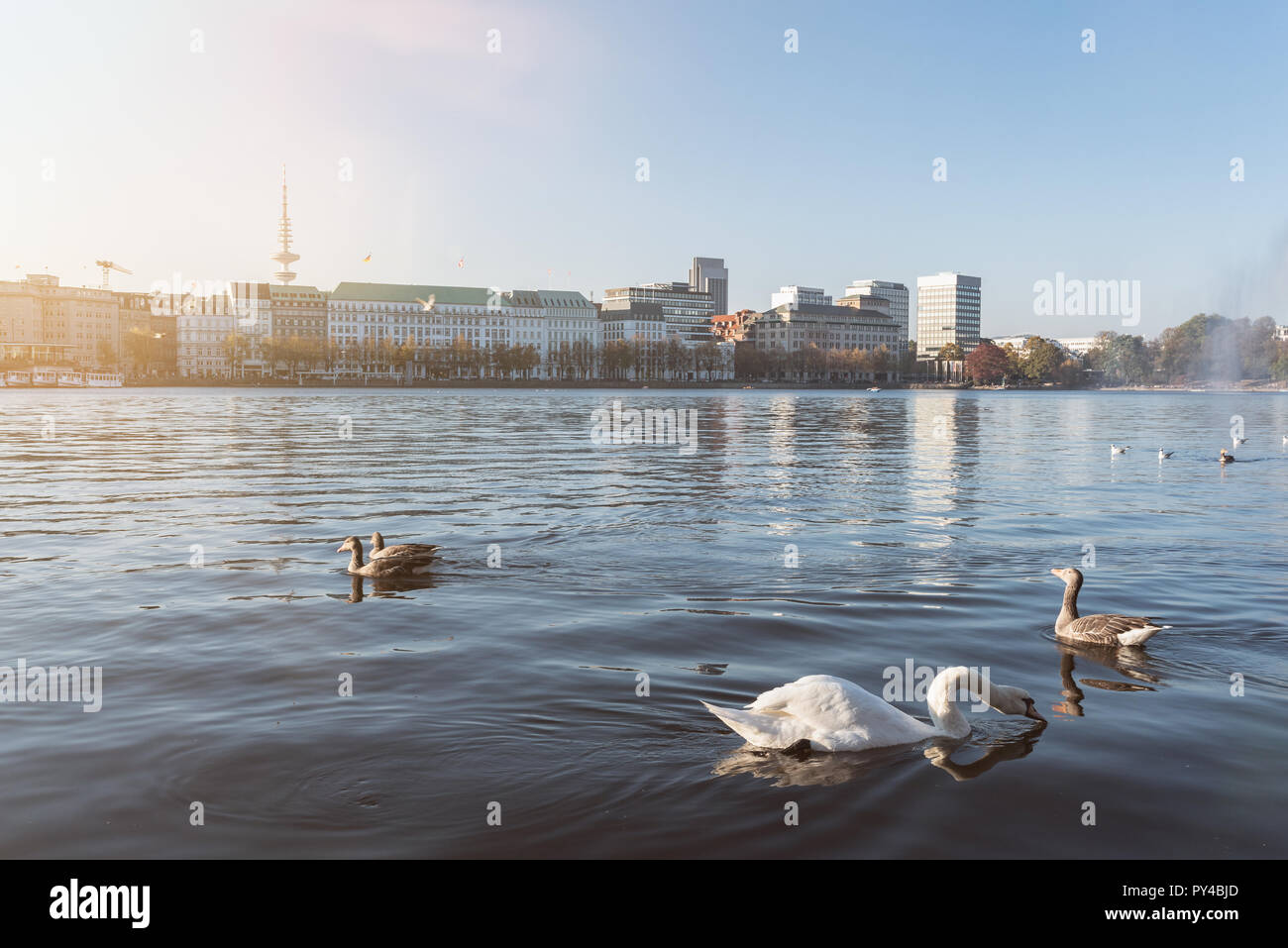 Cisnes y patos flotando en el lago Alster, en Hamburgo, Alemania. Foto de stock