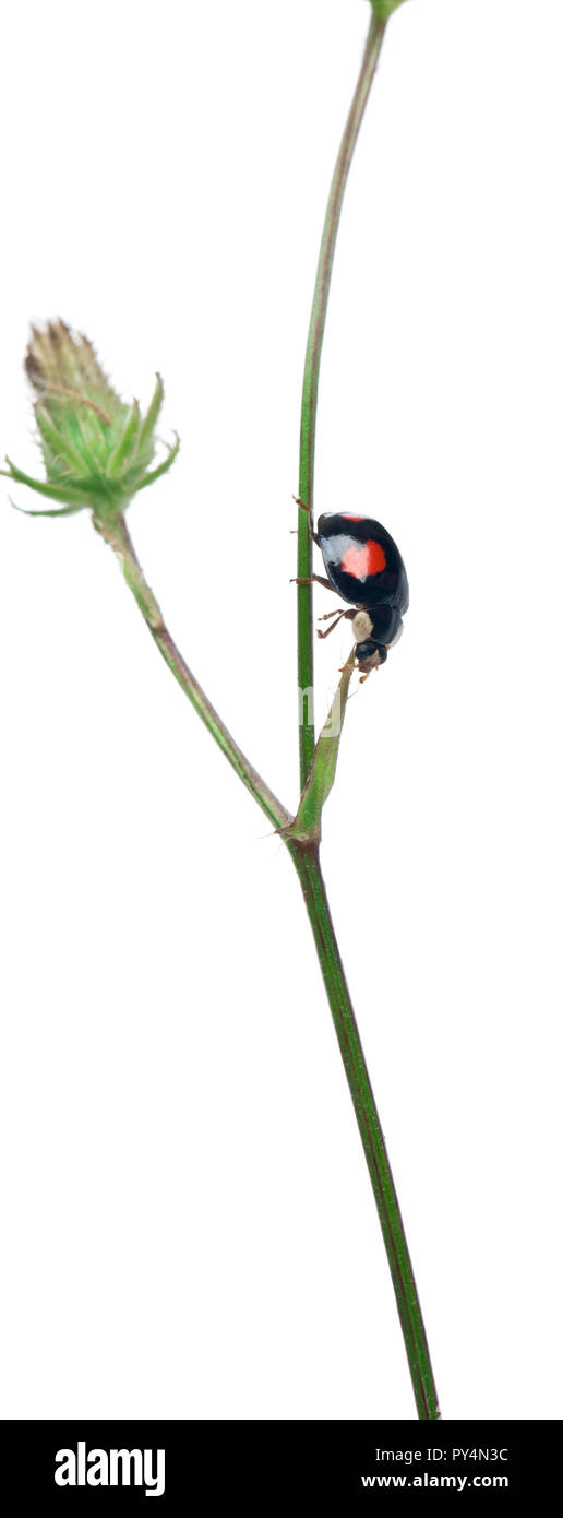 Señora escarabajo asiático o Japonés o la mariquita mariquita, Harmonia axyridis Harlequin, en planta enfrente de fondo blanco. Foto de stock