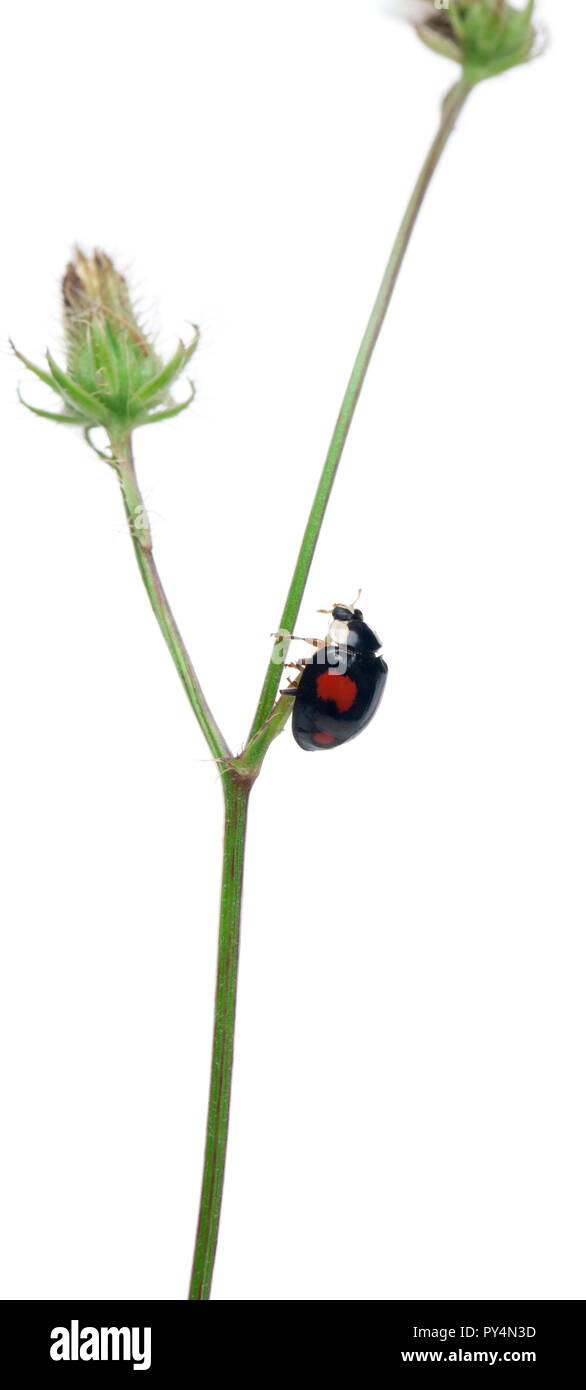 Señora escarabajo asiático o Japonés o la mariquita mariquita, Harmonia axyridis Harlequin, en planta enfrente de fondo blanco. Foto de stock