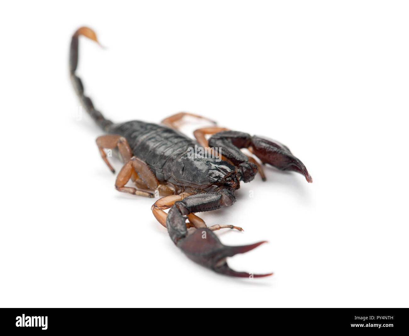 Unión Yellow-Tailed Scorpion, Euscorpius flavicaudis, contra el fondo blanco. Foto de stock