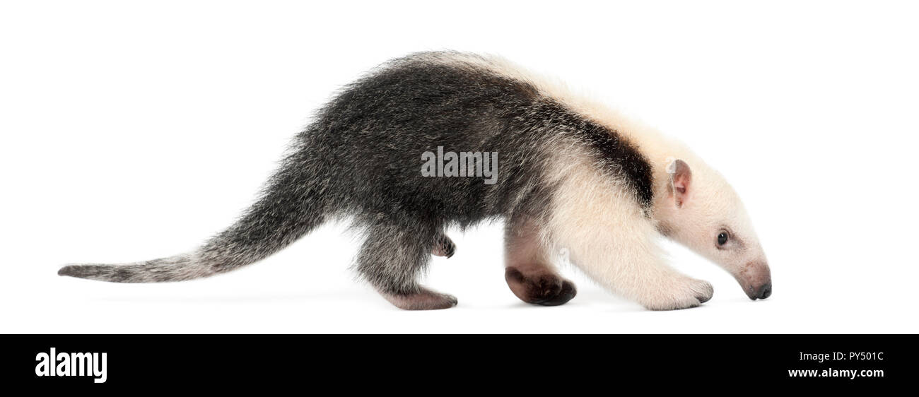 Tamandua, Tamandua tetradactyla, 3 meses de edad, caminar contra el fondo blanco. Foto de stock