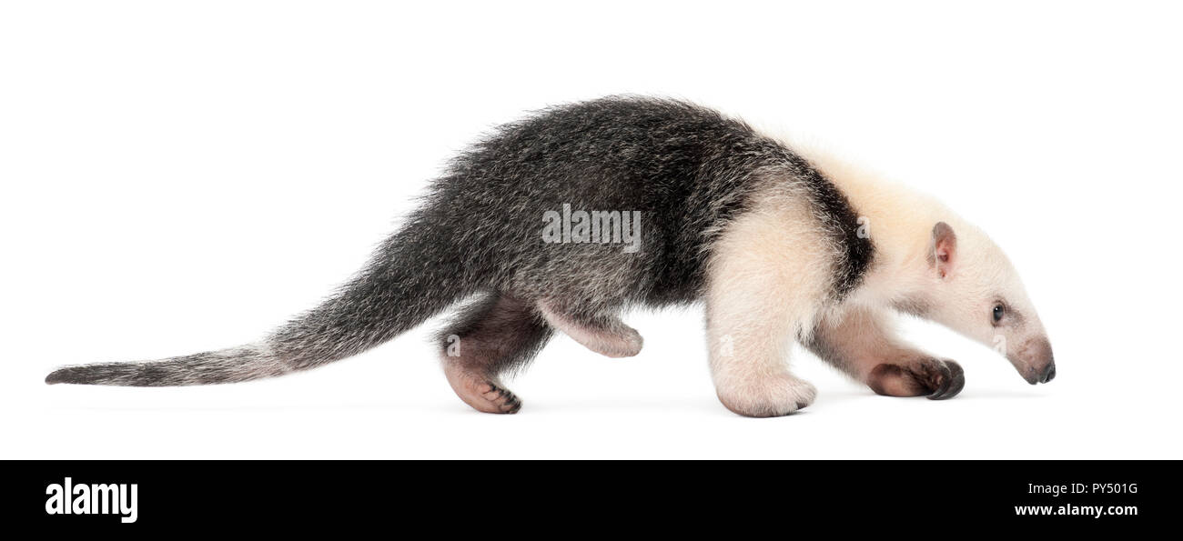 Tamandua, Tamandua tetradactyla, 3 meses de edad, caminar contra el fondo blanco. Foto de stock