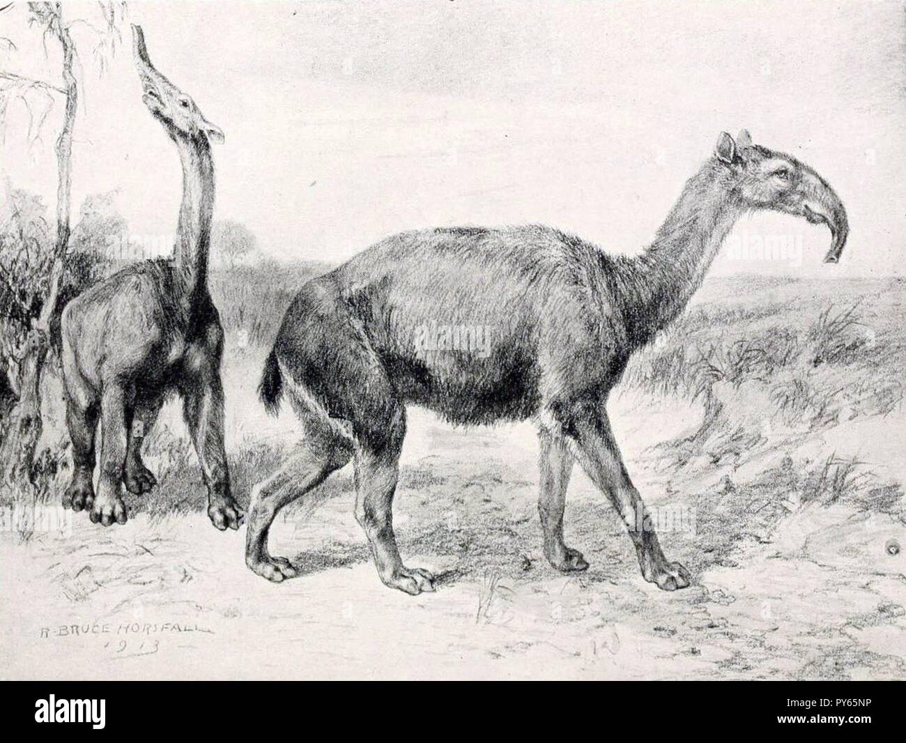 Macrauchenia, América del Sur, el último y más grande, probablemente litoptern tenía un tronco corto como un antílope. Foto de stock