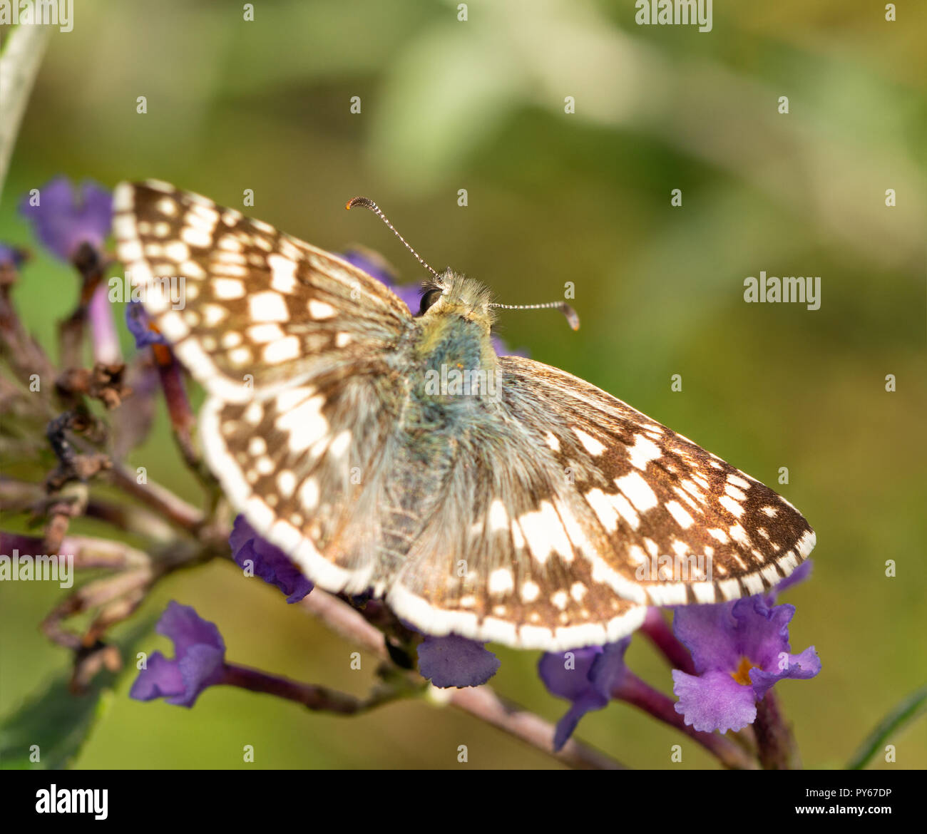 Hembra-patrón cuadriculado común mariposa sobre flores púrpura Foto de stock