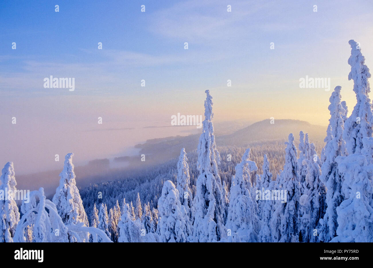Cubiertas de nieve, los bosques boreales. El Parque Nacional de Koli en Finlandia Oriental. Escaneados de una película. Foto de stock