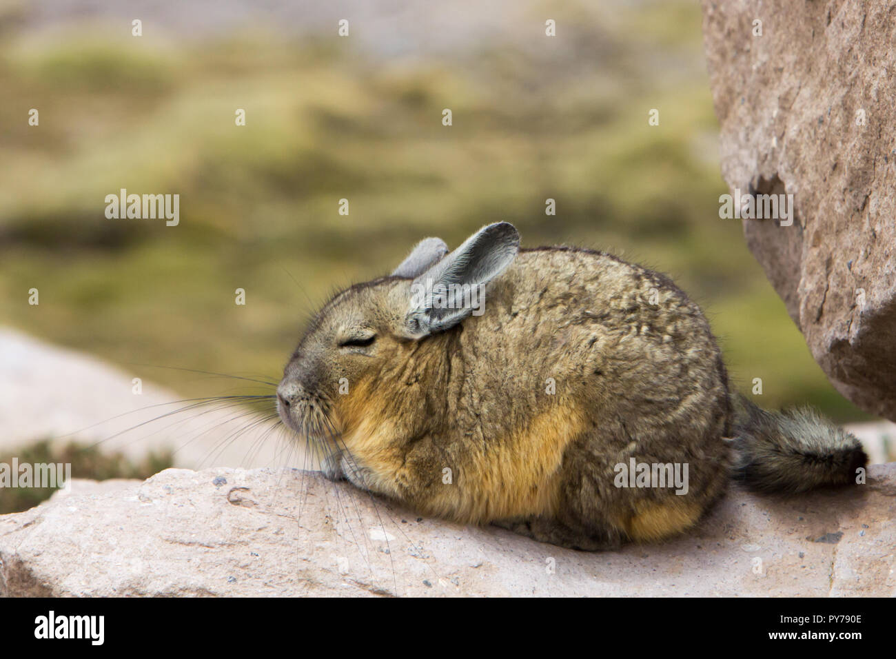 Parque nacional chinchilla fotografías e imágenes de alta resolución