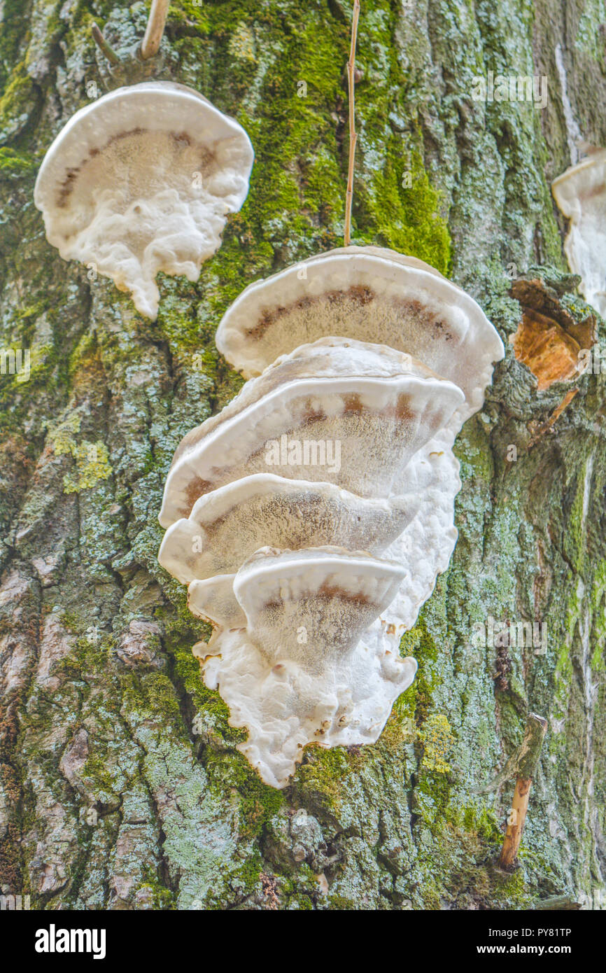 Las setas blancas hongo crece en el viejo tronco de árbol. Grupo de grandes  hongos de la madera o los hongos parasitan sobre troncos de árboles  cubiertos de musgo Fotografía de stock -