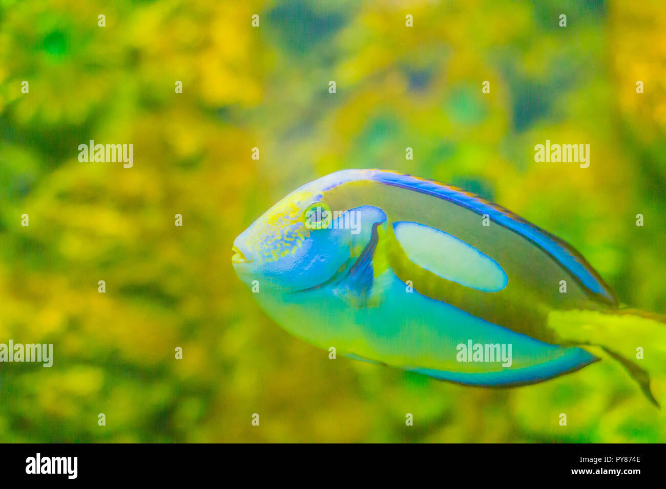 Lindo Regal Pacific Blue peces tang (Paracanthurus hepatus) es nadar en el acuario. Paracanthurus hepatus es una especie de pez cirujano del Indopacífico. Foto de stock